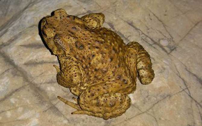 養(yǎng)蜜蜂怎么防止蟾蜍？