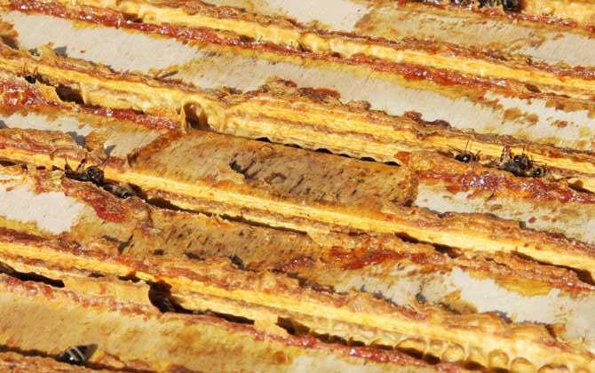 蜂膠含有哪些營養成分？