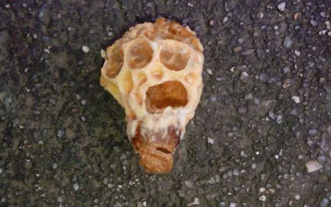 蜂王胎和蜂王漿哪個好？