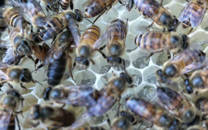 怎樣鑒別蜂王的好壞？