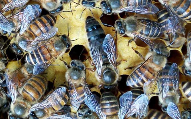 蜂王是公的還是母的？