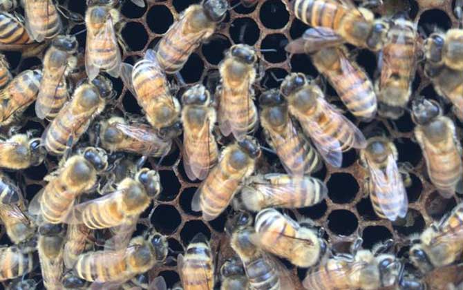 蜂群失王多久會出新王？