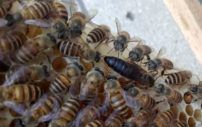 最新蜂王價(jià)格多少錢一只？