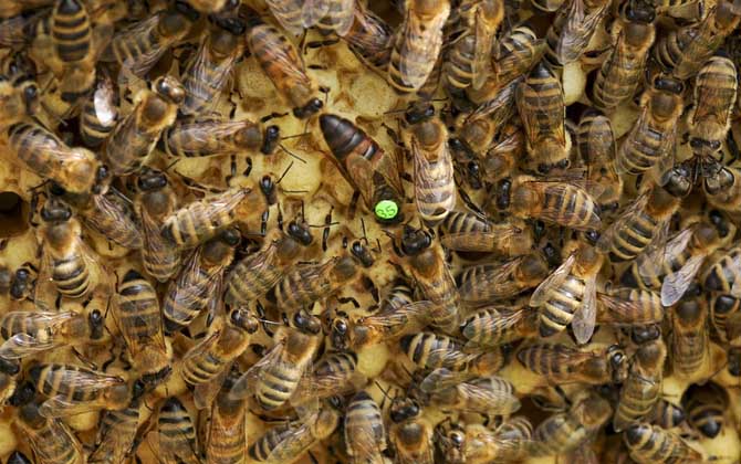 蜂王死了蜂群怎么辦？