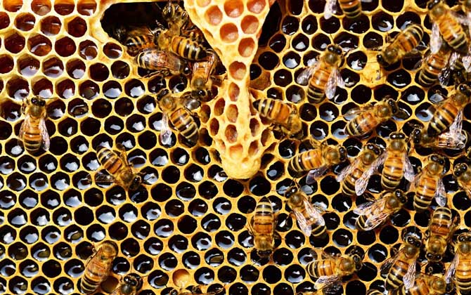 急造王臺出的蜂王好嗎？