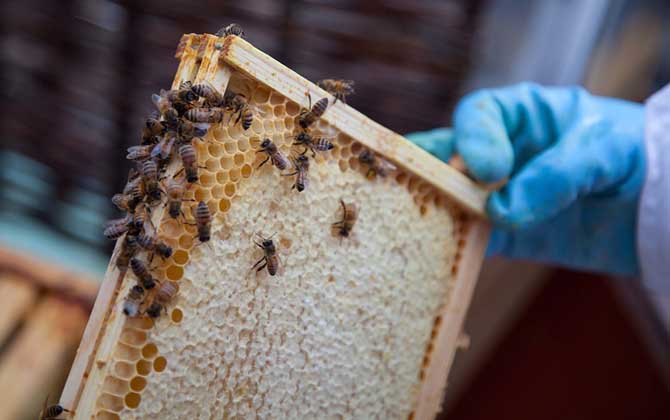 急造王臺會發生分蜂嗎？