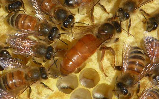 蜂王一般多少錢一只？