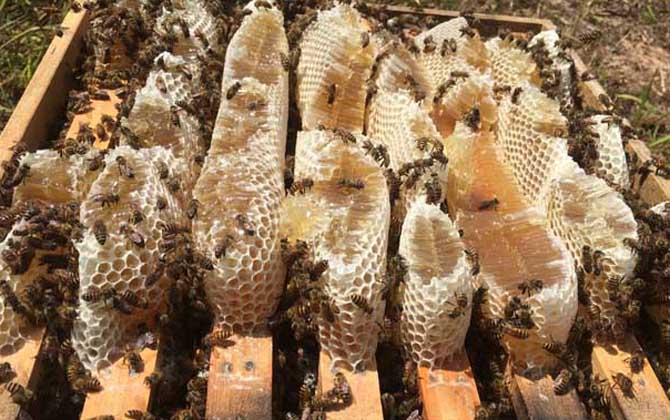 蜂箱里抹什么不生巢蟲？