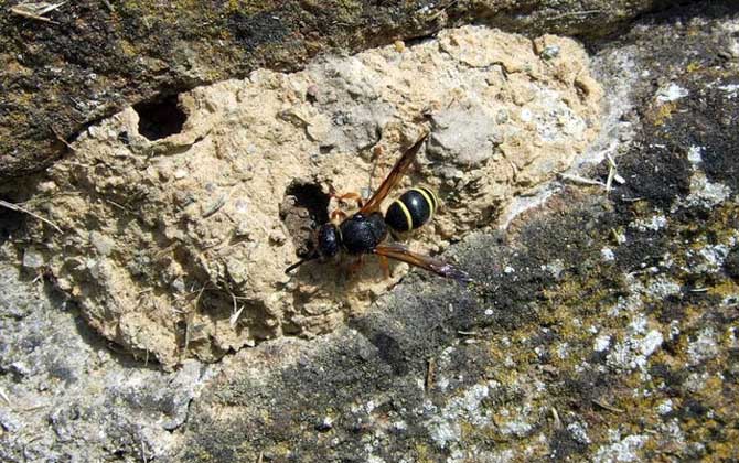 人工養殖馬蜂喂什么食物？
