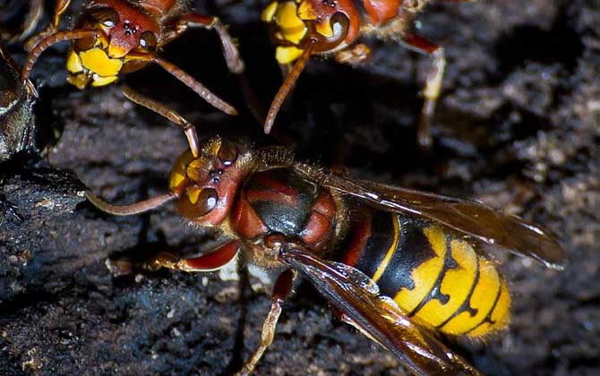 被馬蜂蟄了怎么消腫止癢？