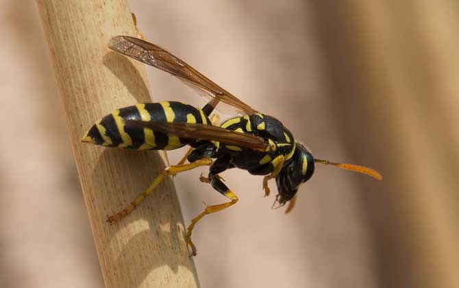 馬蜂和蜜蜂是什么關(guān)系？