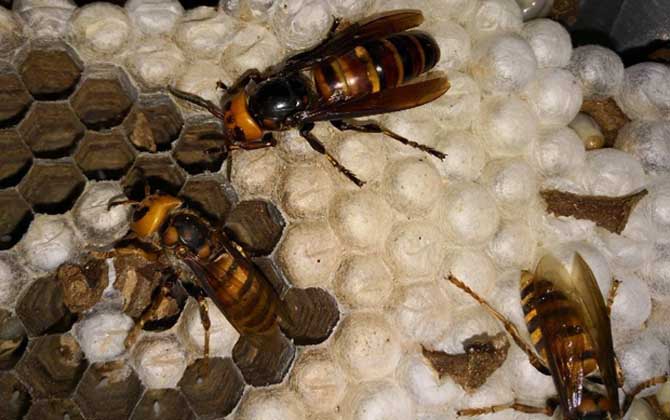 胡蜂養(yǎng)殖場地怎么選擇？