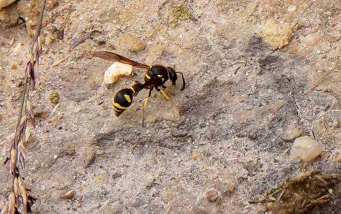 被馬蜂蟄了要觀察多久？