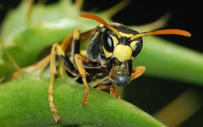 被馬蜂蟄了找不到毒刺怎么辦？