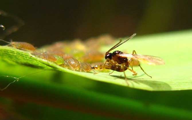 寄生蜂會(huì)寄生人類嗎？