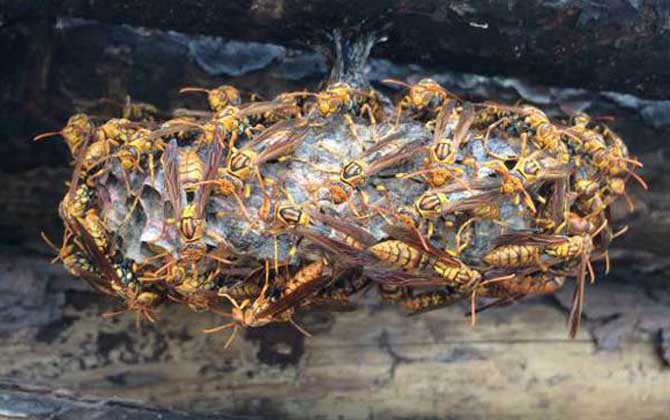 一窩胡蜂有多少只蜂王？