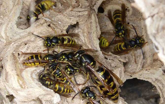 家里有馬蜂窩的預兆是什么？