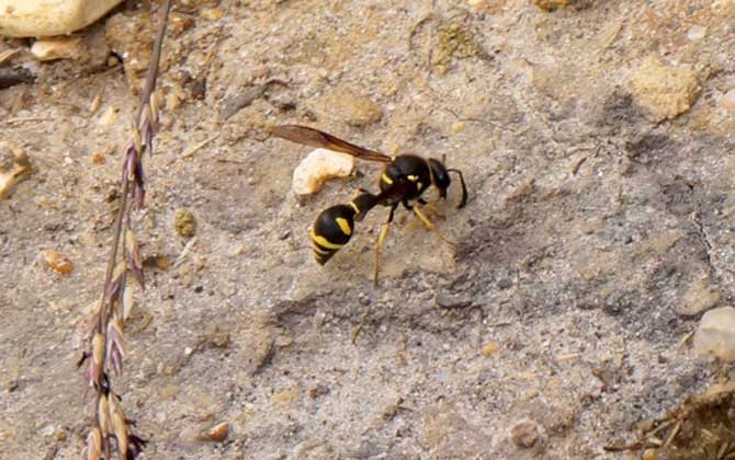 馬蜂會攻擊睡覺的人嗎？