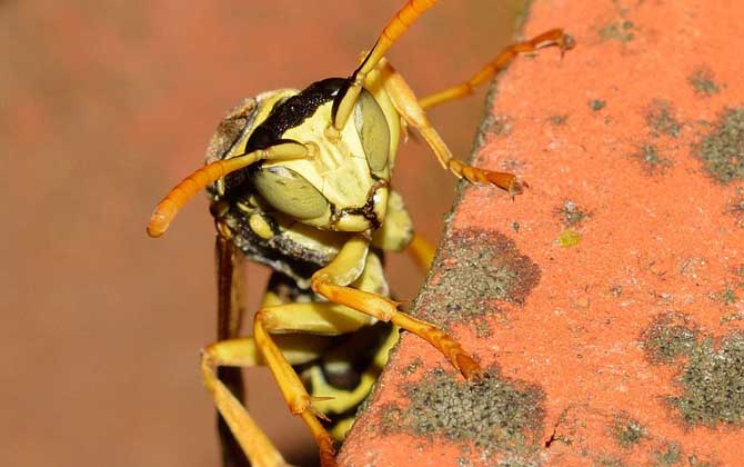 被馬蜂蟄了多久會死亡？