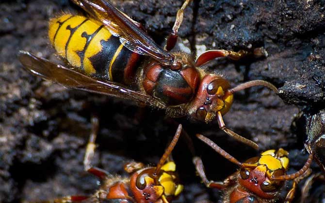 被馬蜂蟄腫了會(huì)自愈嗎？