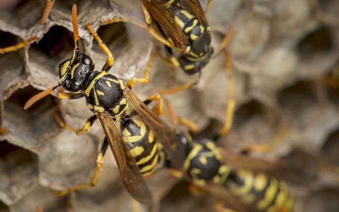 馬蜂在窗戶(hù)角筑巢怎么辦？