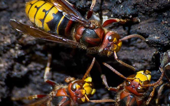 被虎頭蜂蟄了怎么處理？