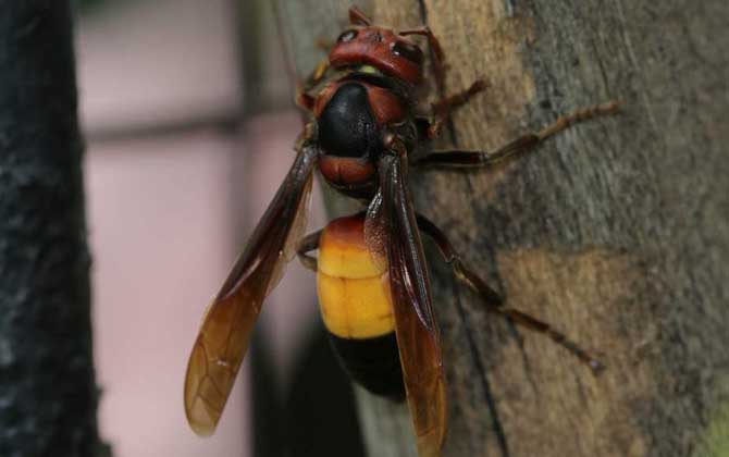 黃腰虎頭蜂蟄了怎么處理？