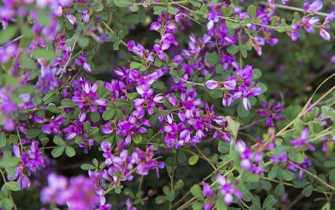 胡枝子什么時(shí)候開花？