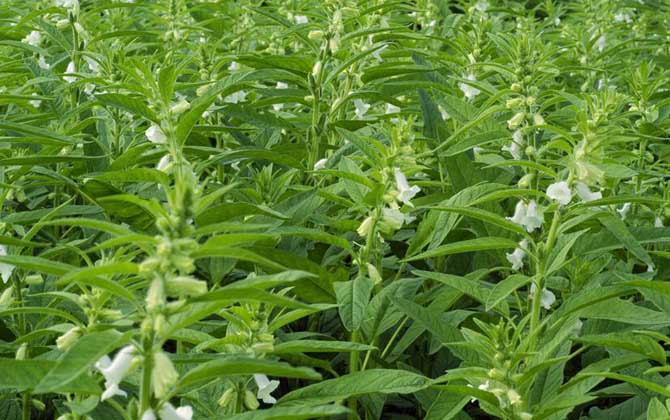 芝麻什么時(shí)候開花？