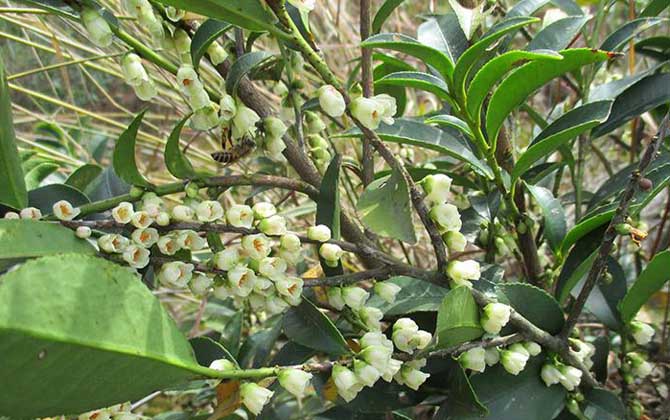 野桂花什么時(shí)候開花？