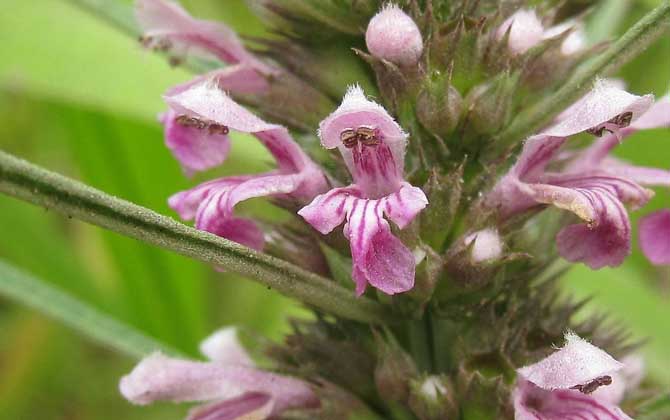 益母草什么時(shí)候開花？