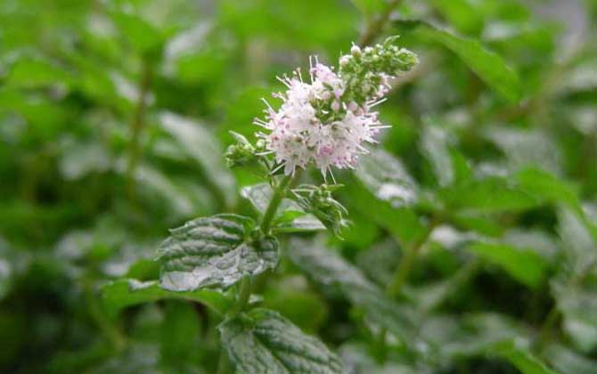 薄荷什么時候開花？