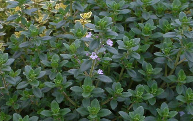 百里香什么時候開花？