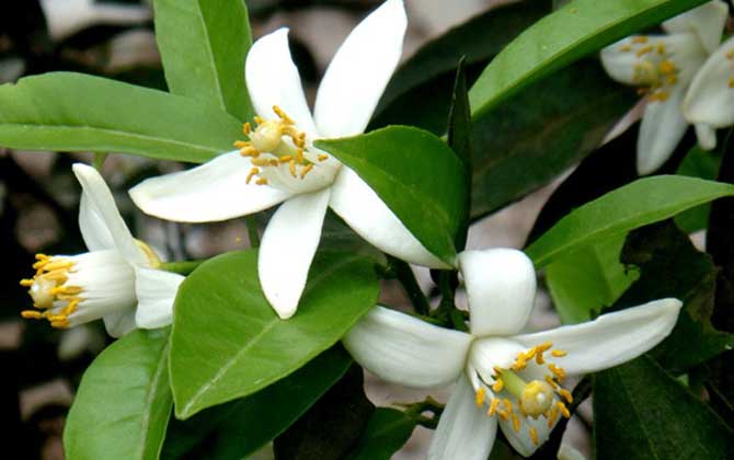 橙樹什么時候開花？