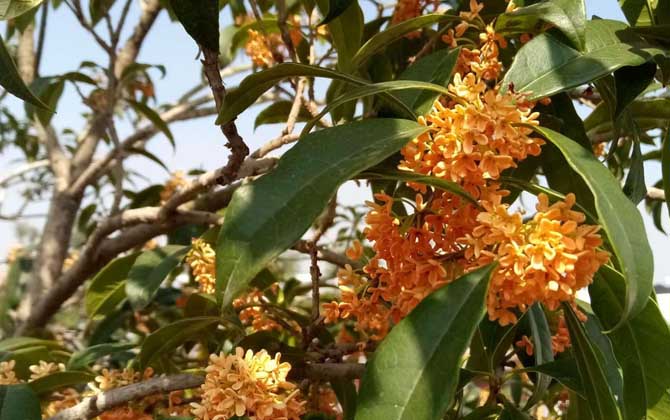 桂花樹什么時候開花？