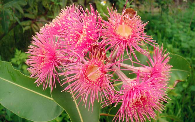 桉樹花蜜蜂會采嗎？