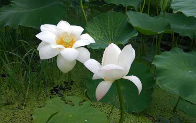 荷花什么時候開花？