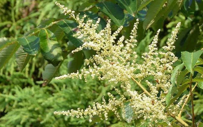 五倍子什么時候開花？