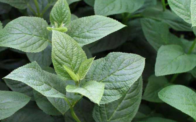 玄參什么時候開花？