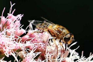 蜜蜂一生能采多少蜂蜜？