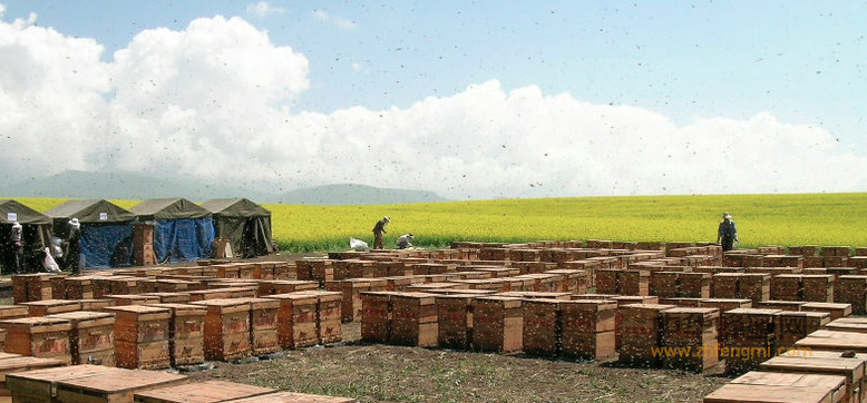 家庭低碳養(yǎng)蜂的特點(diǎn)有哪些？