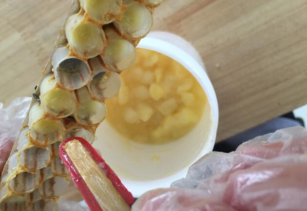 蜂王漿吃多了會得癌嗎?經常喝蜂王漿會不會得癌癥?