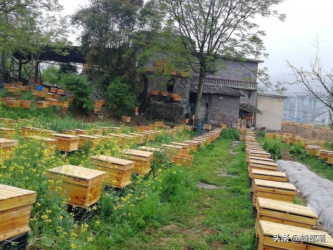 意大利引進國內的蜜蜂，嚴重危害中華蜜蜂，為啥我國還要大量養殖？