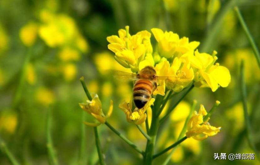 蜜蜂的平均壽命只有30天，為何冬天沒有沒花開不會團滅？