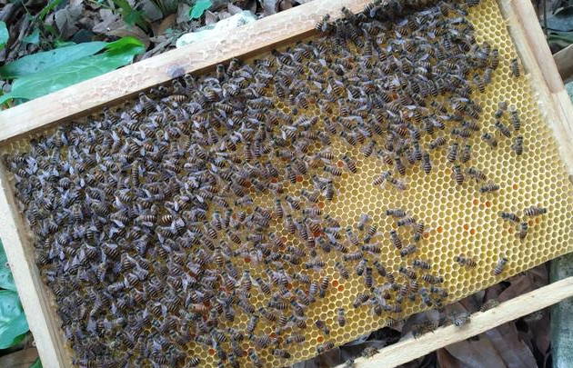 怎樣才能養(yǎng)好中華蜜蜂？