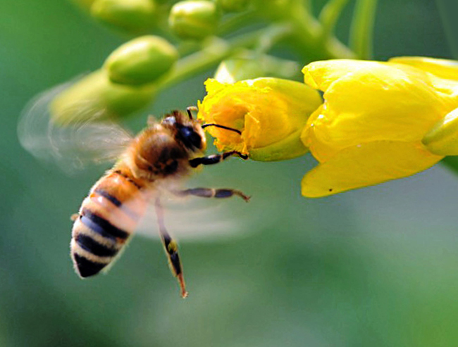 如何讓蜜蜂安全度過夏天？