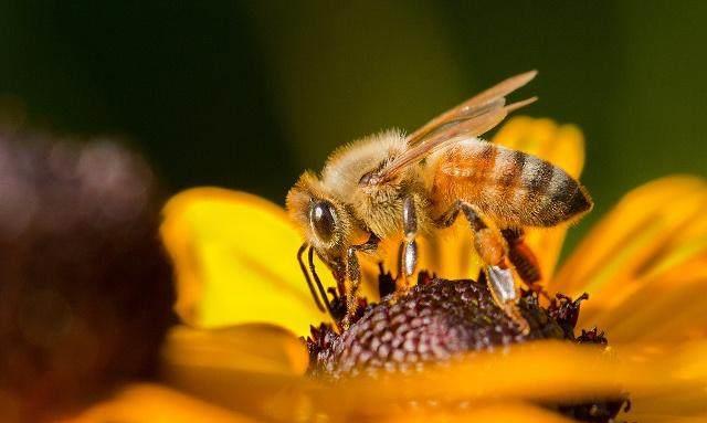 工蜂產(chǎn)卵急造王臺出來新王能用嗎（工蜂產(chǎn)卵也會有王臺嗎）
