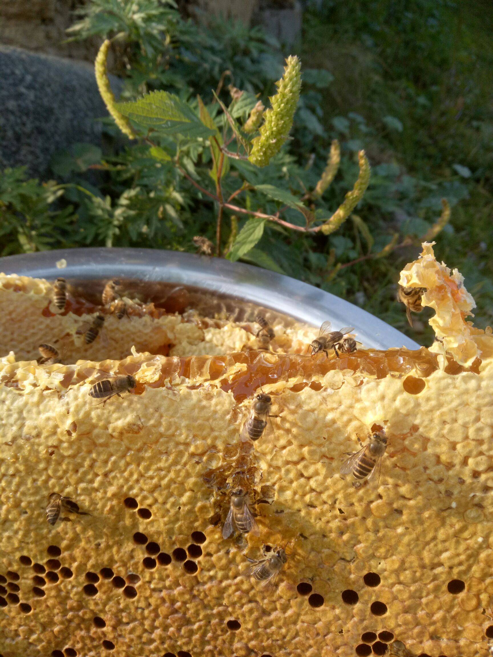 牛奶和蜂蜜哪個營養(yǎng)價值高(牛奶和蜂蜜哪個對人身體更好）