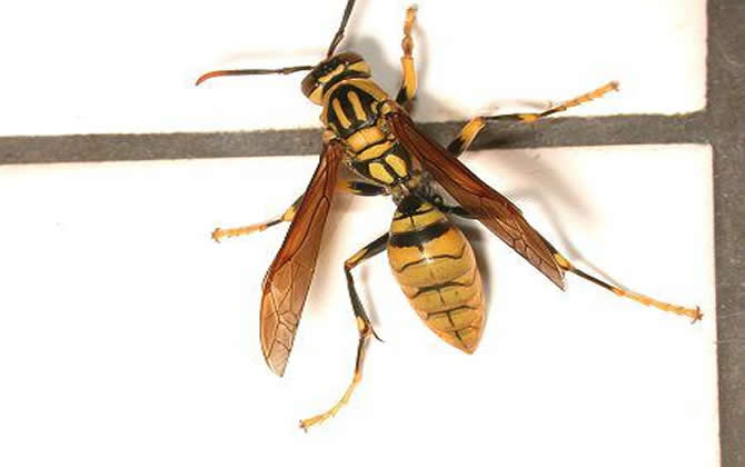 長腳胡蜂的毒性強不強，厲害嗎