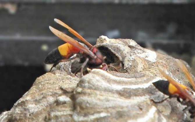 亞洲大黃蜂是虎頭蜂嗎（被黃腰虎頭蜂蟄了怎么辦）